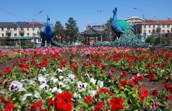 Өнөөдрийн байдлаар нийт 398,000 гаруй цэцэг тариад байна