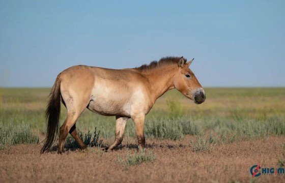 Казахстанд 200 жилийн өмнө устаж алга болсон тахийг нутагшуулж эхэлжээ