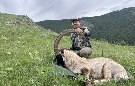 Хөвсгөл аймгийн Жаргалант хайрхан ууланд 15 янгир нутагшууллаа