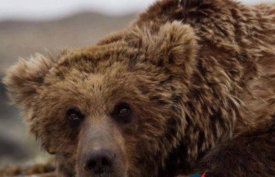 “Эрдэнэ монгол” ХХК-тай “Мазаалай баавгай” хамгаалалд хамтран ажиллах санамж бичиг байгууллаа