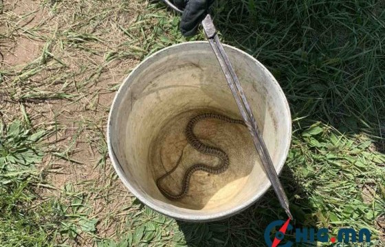 Айлын хашаа, хүүхдийн зуслан зэрэг хүнтэй ойр газруудад могой орж ирж байгаа тул сэрэмжтэй байхыг анхаарууллаа