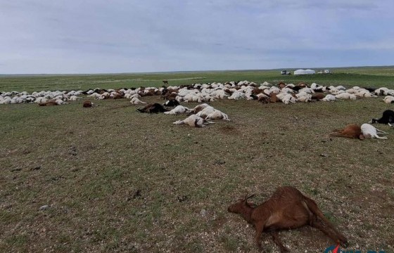 Аянганд цохиулж хорогдсон 500 гаруй малын сэг зэмийг устгахаар ажиллаж байна