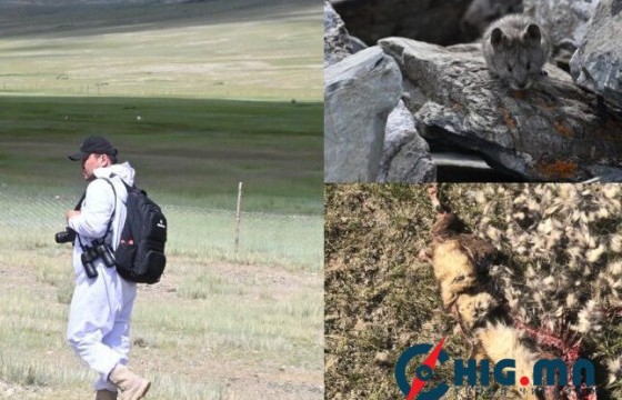Сийлхэмийн тарваган тахлын байгалийн голомт өндөр идэвхтэй байна гэж ЗӨСҮТ-өөс мэдээллээ