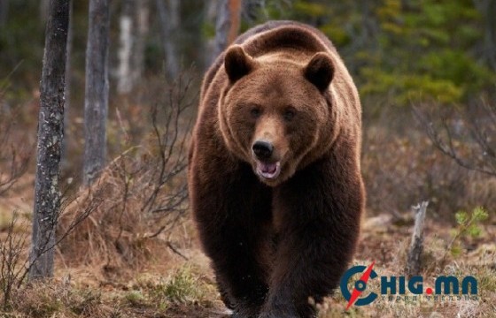 Суурьшлын бүс рүү хүрэн баавгай орж ирэх тохиолдол гарч байгааг сэрэмжлүүллээ