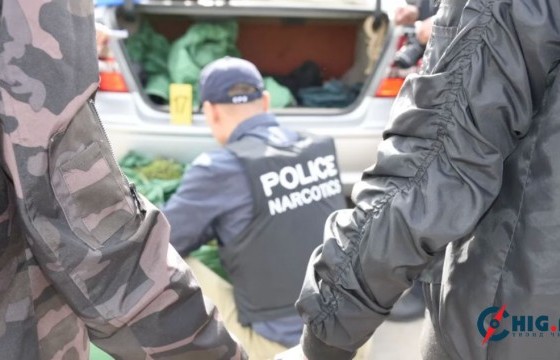 Машиндаа сэтгэцэд нөлөөт мансууруулах төрлийн байж болзошгүй ургамал тээвэрлэсэн этгээдүүдийг илрүүлэв