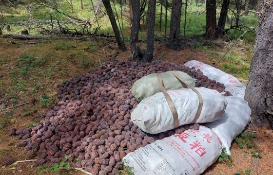 Хуш модны самрыг болц гүйцээгүй үед нь түүж бэлтгэж байсан зөрчлийг арилгуулжээ