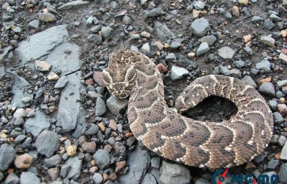 Суурьшлын бүсэд могойд хатгуулахаас урьдчилан сэргийлнэ үү
