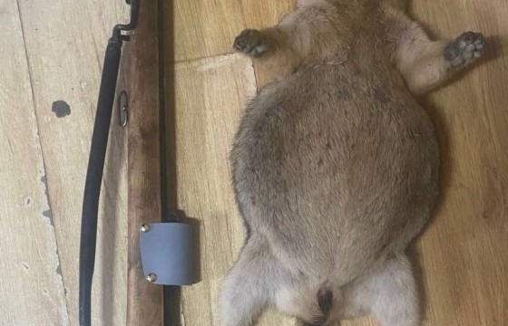 Хууль бусаар агнасан байж болзошгүй 13 ширхэг тарваганы эд эрхтнийг хот руу нэвтрүүлэхийг завдав