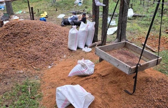 Эрүүгийн гэмт хэргийн шинжтэй 6 хэргийг экологийн цагдаагийн албанд шилжүүллээ