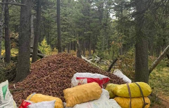 Хуш модны самрыг хууль бусаар түүж бэлтгэсэн 21 иргэнээс 15.6 тонн цайруулсан самар хураан авчээ