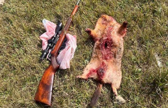 33 ширхэг тарваганы эд эрхтэнг Улаанбаатар хот руу нэвтрүүлэхийг завдсан үйлдлийг илрүүлжээ