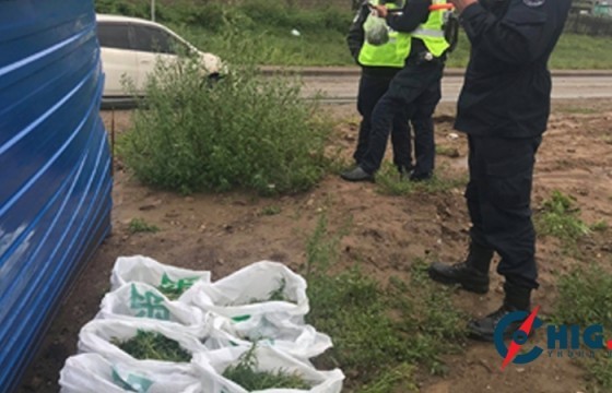  Мансууруулах төрлийн 17 кг ургамал тээвэрлэж явсан этгээдүүдийг илрүүлжээ