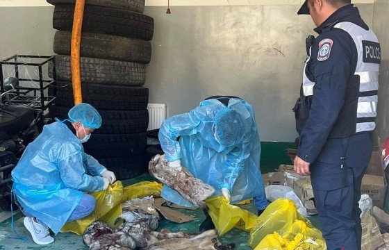 Их хэмжээний нойтон тарвага тээвэрлэж явсан иргэнийг саатууллаа