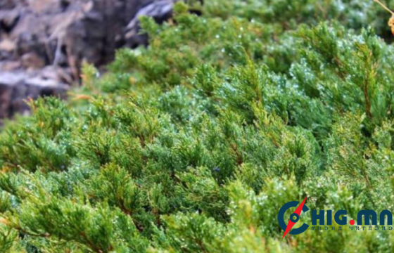 Арц ургамал түүж, бэлтгэн 32 сая төгрөгийн хохирол учруулжээ