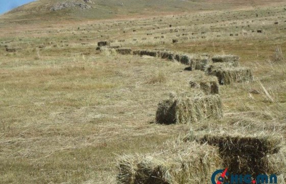 Улсын хэмжээнд 403 мянган тонн хадлан бэлтгэжээ