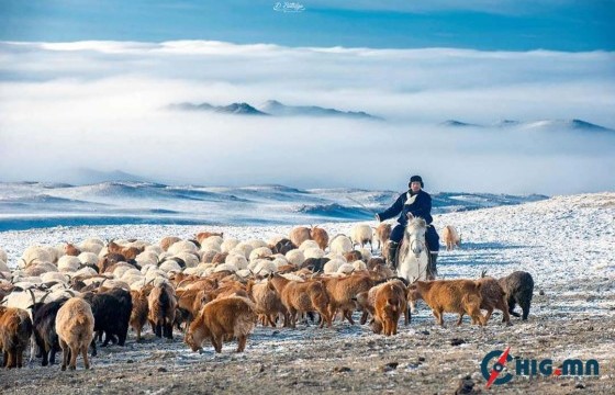 Зээлийн батлан даалтын сан малчдад 290 тэрбум төгрөгийн батлан даалт гаргажээ