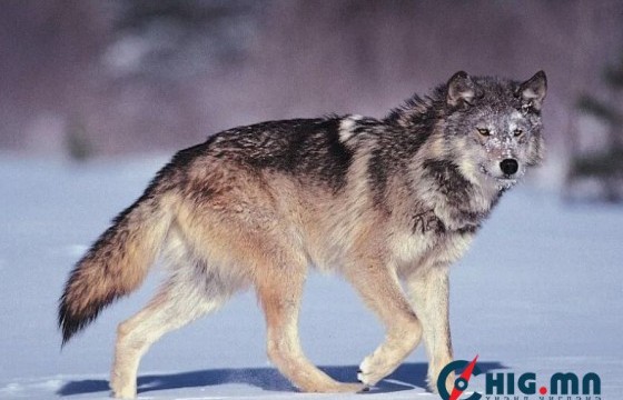 Чонын тоо толгой ихэссэнтэй холбогдуулан агнах чиглэл өгчээ