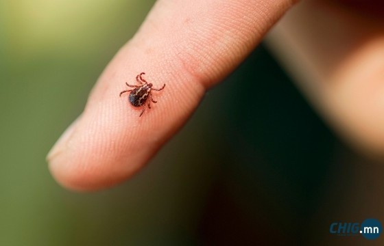 Уулаар, ой модоор алхахдаа тод хувцас өмсөхийг зөвлөв