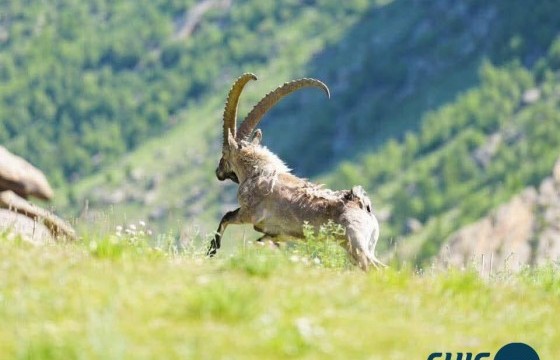 Булган ууланд 48 янгир нутагшууллаа