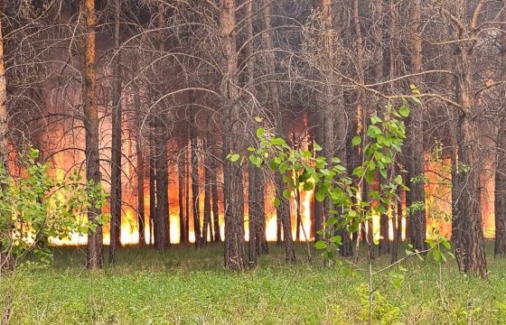 Тужийн нарсанд гарсан ойн түймрийг унтраахаар ажиллаж байна
