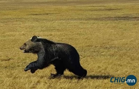 Сэлэнгэ аймгийн зарим суурьшлын бүсэд хүрэн баавгай орж иржээ