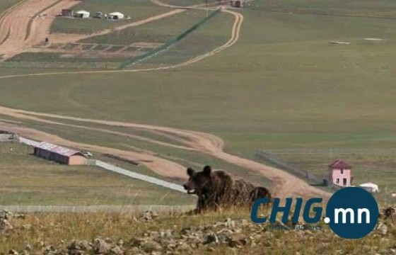 Дархан-Уул аймгийн Хонгор суманд баавгай орж иржээ 