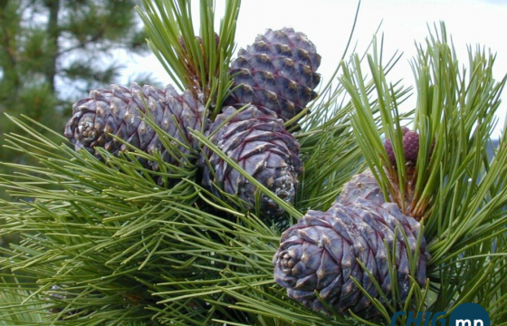 Өнөөдрөөс хуш модны самар бэлтгэхийг зөвшөөрнө