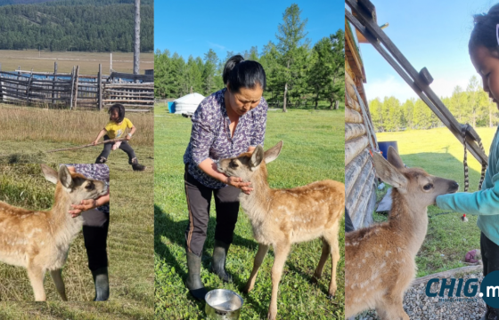 Гавьяат байгаль хамгаалагч Ж.Төмөрсүхийн гэр бүл янзага тэжээж, байгальд дасгаж байна