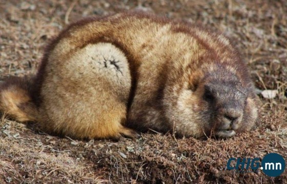 Тарваган тахлаар халдварласан үед илрэх шинж тэмдэг