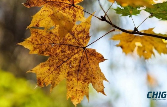 Улаанбаатарт бороо орохгүй, үүлшинэ