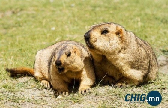 Тарвага агнах зөвшөөрлийг  түр хугацаагаар түдгэлзүүлэв