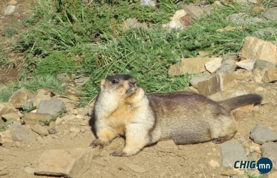 Баянзүрх дүүрэгт морьтой иргэд хууль бусаар тарвага агнажээ