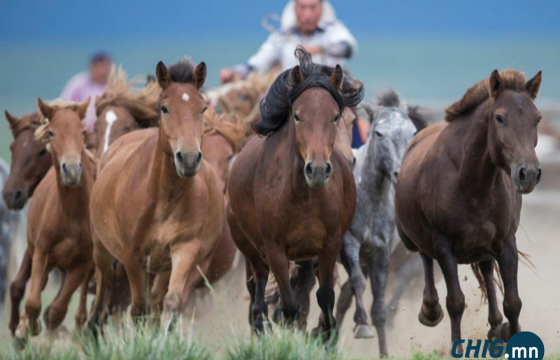 Монгол үүлдрийн адууны стандарт шинэчлэгдэн батлагдлаа