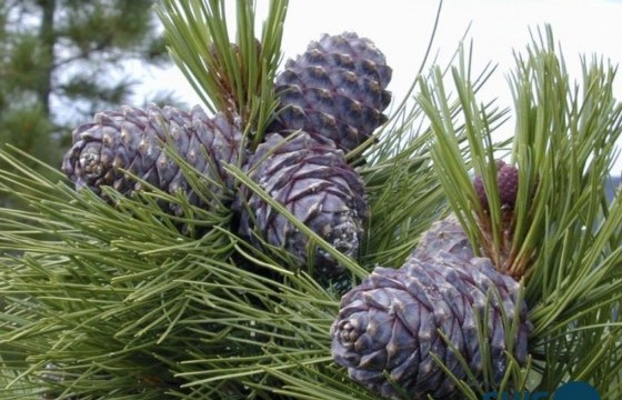 Самарт явсан эмэгтэй алга болжээ