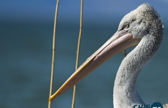  “Борцгор хотон” шувууны хошуу худалдахыг завдсан үйлдлийг илрүүлэн шалгаж байна
