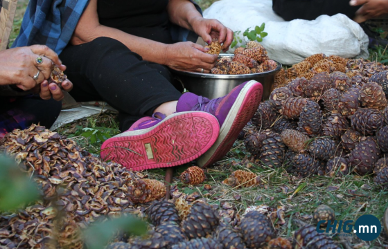 Самар түүж байгаад сураггүй болсон 46 настай эмэгтэйг найм дахь өдрөө эрэн хайж байна