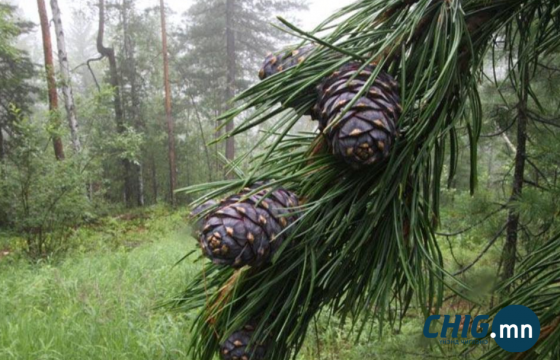 Самранд яваад сураггүй болсон эмэгтэйг арав дахь өдрөө эрэн хайж байна
