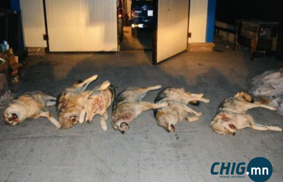 Мануул мий, зэрлэг гахай, чоно зэргийг олноор агнасан байжээ