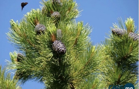 Тариалан суманд алга болсон 46 настай эмэгтэйг 16 хоног эрэн хайх ажиллагаа үргэлжилж байна