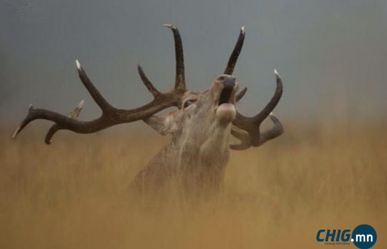Бугын зураг ойроос авах гэж байгаад мөргүүлж, гэмтжээ