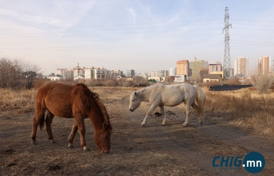 Нийслэл орчим мал маллавал ₮1-10 саяар торгоно 