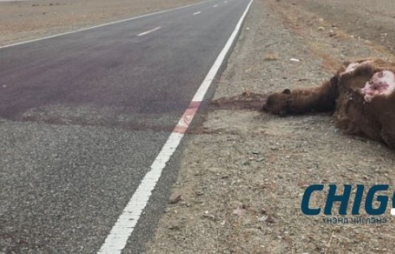 Тэмээ мөргөсөн машинд явсан хоёр хүн нас баржээ 