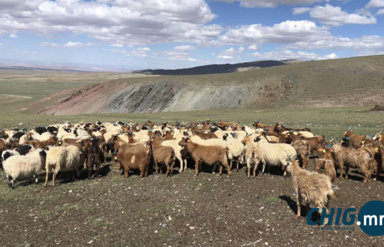 Энэ оны эхний есөн сарын байдлаар 376 удаагийн малын хулгай бүртгэгджээ