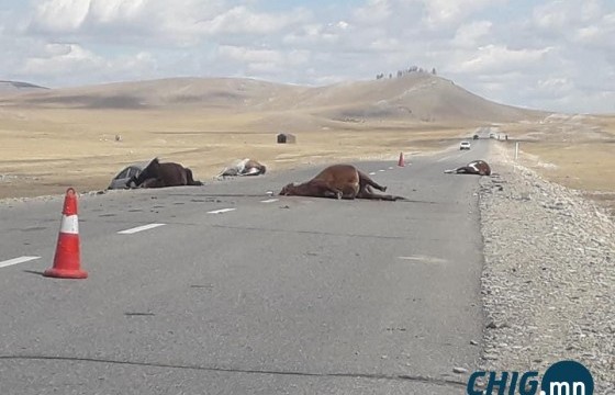 Айлын саалийн үнээг мөргөж үхүүлчхээд, машин эвдэрсэн хэмээн ₮9.1 саяыг нэхэмжилжээ