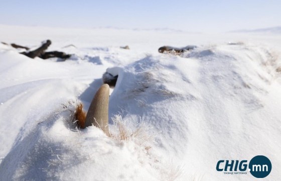 Баян-Өлгий, Увс, Ховд, Хөвсгөл, Өвөрхангай, Архангай, Баянхонгорт зуд болох төлөвтэй байна 