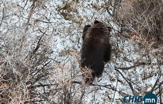 Увс аймгийн Тэс сумын нутагт хүрэн баавгай орж иржээ