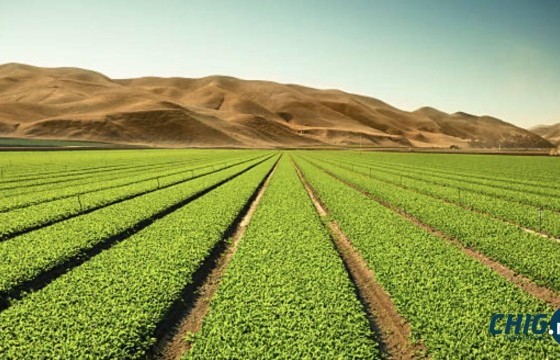 Сүхбаатар суманд хар тамхины ургамал тарьсан 