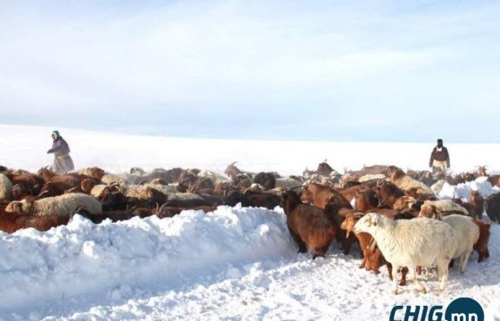 Урьдчилсан төлвөөр нийт нутгийн 16 хувьд зуд нүүрлэхээр байна 