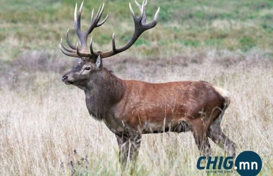  Халиун бугын тоо толгой жилд 66 бодгалиар нэмэгдэж байна