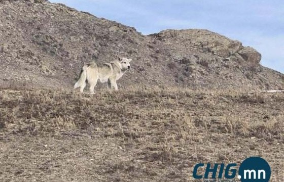 Хамгийн олон чоно авласан анчинг ₮1,5 саяар шагнана 